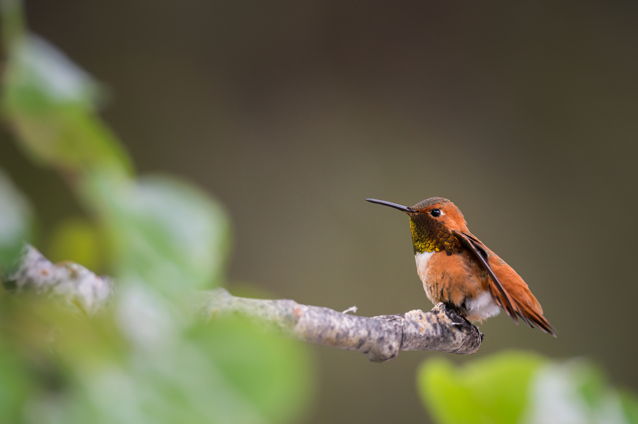Hummingbird